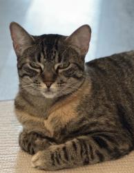 Lost Female Cat last seen LakePointe Blvd and Colt, Lavon, TX 75166