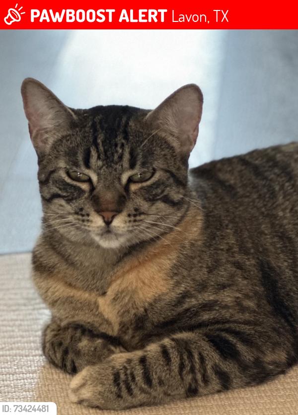 Lost Female Cat last seen LakePointe Blvd and Colt, Lavon, TX 75166