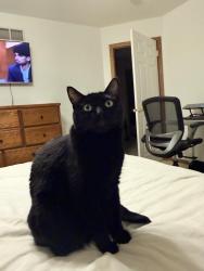 Lost Male Cat last seen 71st Ave N, Maple Grove, MN 55311