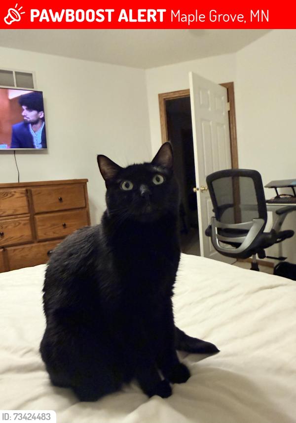 Lost Male Cat last seen 71st Ave N, Maple Grove, MN 55311