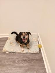Lost Male Dog last seen Alvar in the desire neighborhood, New Orleans, LA 70126