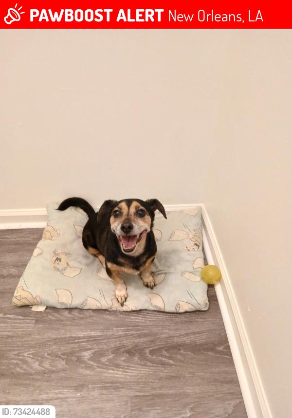 Lost Male Dog last seen Alvar in the desire neighborhood, New Orleans, LA 70126