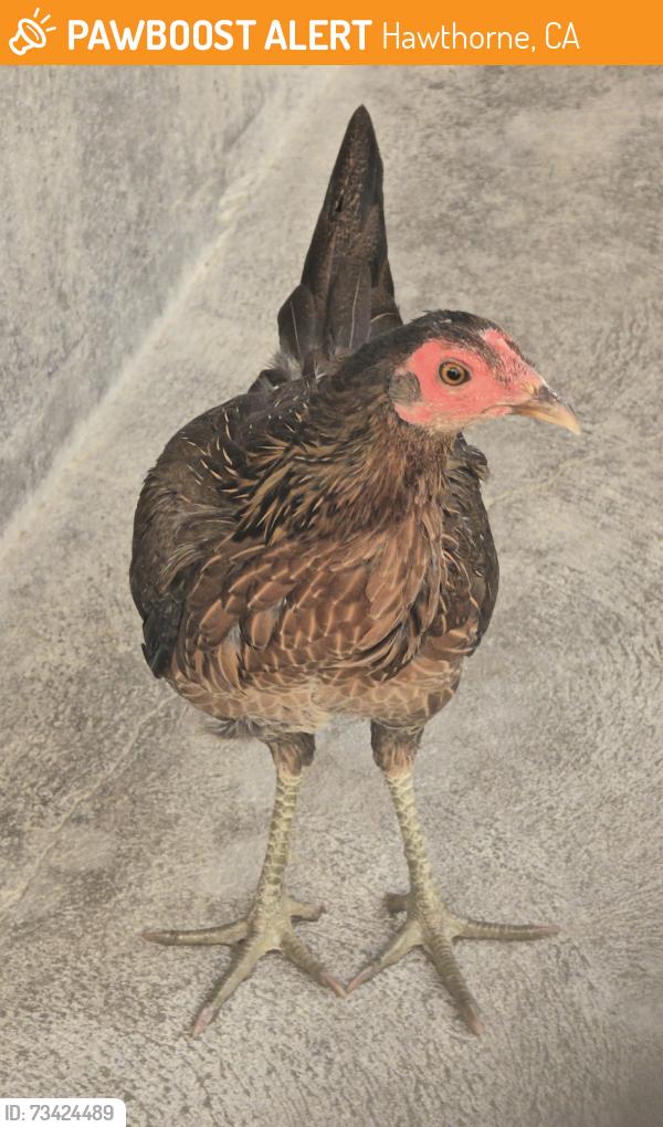 Found/Stray Unknown Bird last seen Near Yukon Ave, Hawthorne, CA 90250