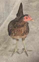 Found/Stray Unknown Bird last seen Near Yukon Ave, Hawthorne, CA 90250