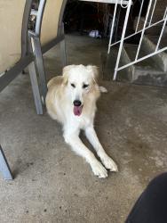 Reunited Female Dog last seen S McPherrin Ave, Monterey Park, CA 91754, USA, Monterey Park, CA 91754