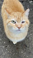 Reunited Male Cat last seen Duke Animal hosp, Chicago, IL 60613