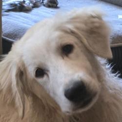 Reunited Male Dog last seen White Deer Land and Maupin, Grubville, MO 63041