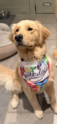 Lost Male Dog last seen Welcome Road and Summer’s McCoy, Coweta County, GA 30263
