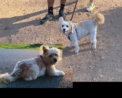 Reunited Female Dog last seen Near Handel Way, San Diego CA 92126, San Diego, CA 92126