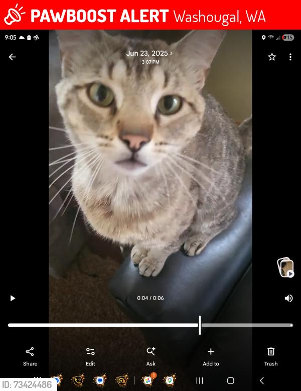 Lost Male Cat last seen Almost across the street from Bi-Mart, Washougal, WA 98671