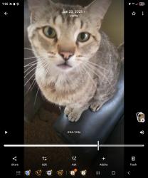 Lost Male Cat last seen Almost across the street from Bi-Mart, Washougal, WA 98671