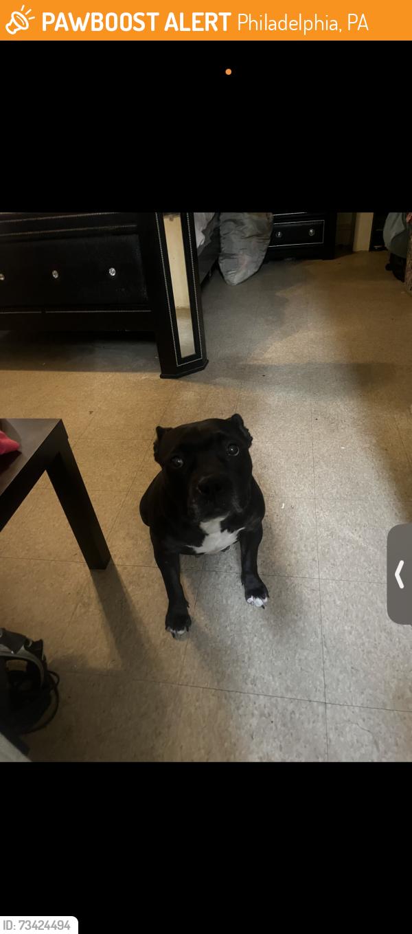 Found/Stray Female Dog last seen 68th PASCHALL AVE, Philadelphia, PA 19142