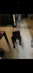 Found/Stray Female Dog last seen 68th PASCHALL AVE, Philadelphia, PA 19142