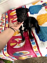 Lost Male Dog last seen w centre ave & s parkside ln in buckeye az, Buckeye, AZ 85326