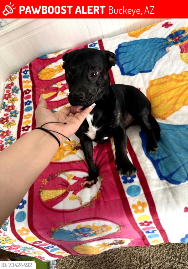 Lost Male Dog last seen w centre ave & s parkside ln in buckeye az, Buckeye, AZ 85326