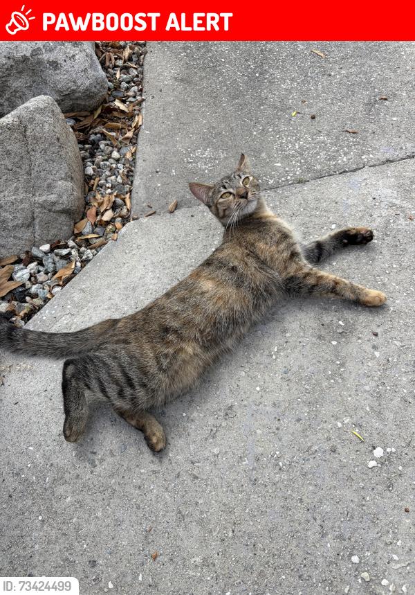 Lost Female Cat last seen Near franklin st la crescenta, La Crescenta-Montrose, CA 91214