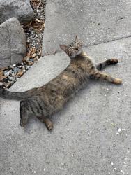 Lost Female Cat last seen Near franklin st la crescenta, La Crescenta-Montrose, CA 91214