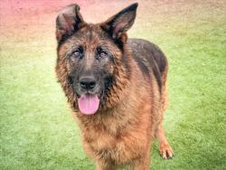 Shelter Stray Female Dog last seen , 957 N Gaffey St, San Pedro, CA 90731, USA