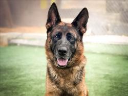 Shelter Stray Female Dog last seen , 957 N Gaffey St, San Pedro, CA 90731, USA