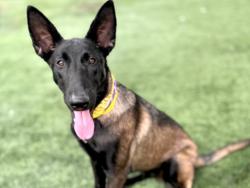 Shelter Stray Female Dog last seen , 957 N Gaffey St, San Pedro, CA 90731, USA
