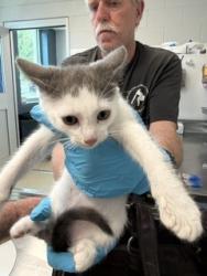Shelter Stray Male Cat last seen OUT OF JURIS, 221 Stone Quarry Rd, Burlington, NC 27217, USA