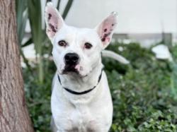 Shelter Stray Male Dog last seen , 957 N Gaffey St, San Pedro, CA 90731, USA
