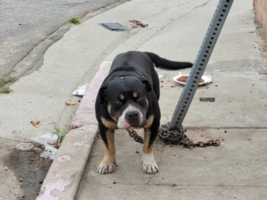 Shelter Stray Male Dog last seen , 957 N Gaffey St, San Pedro, CA 90731, USA