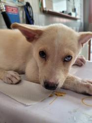Shelter Stray Female Dog last seen , 957 N Gaffey St, San Pedro, CA 90731, USA