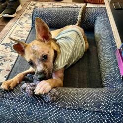 Shelter Stray Female Dog last seen Near BLOCK NW LOOP 410, 4710 TX-151, San Antonio, TX 78227, USA