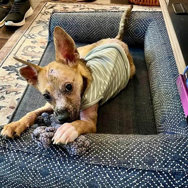 Shelter Stray Female Dog last seen Near BLOCK NW LOOP 410, 4710 TX-151, San Antonio, TX 78227, USA