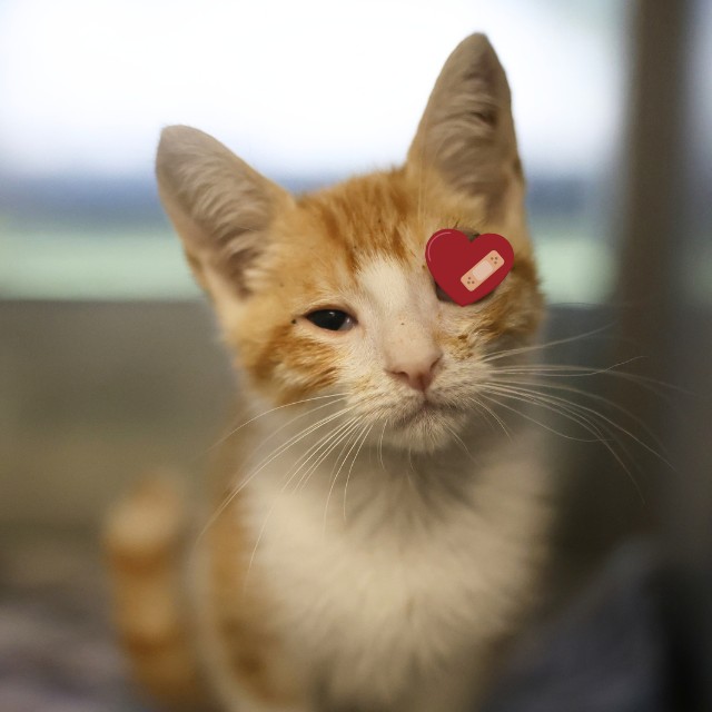Shelter Stray Male Cat last seen E 87, 4710 TX-151, San Antonio, TX 78227, USA