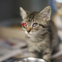 Shelter Stray Male Cat last seen E 87, 4710 TX-151, San Antonio, TX 78227, USA