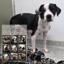 Shelter Stray Female Dog last seen Near BLOCK OF E HOUSTON, 4710 TX-151, San Antonio, TX 78227, USA