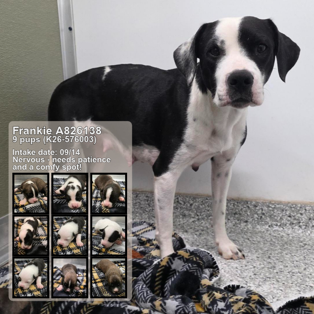 Shelter Stray Female Dog last seen Near BLOCK OF E HOUSTON, 4710 TX-151, San Antonio, TX 78227, USA