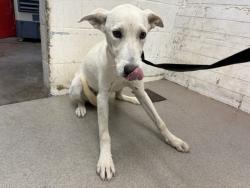 Shelter Stray Male Dog last seen LA SALLE AND CITADEL, 333 Chandler Pl, San Bernardino, CA 92408, USA
