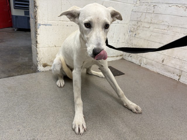 Shelter Stray Male Dog last seen LA SALLE AND CITADEL, 333 Chandler Pl, San Bernardino, CA 92408, USA