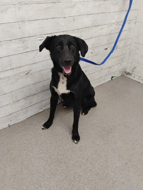 Shelter Stray Female Dog last seen LA SALLE AND CITADEL, 333 Chandler Pl, San Bernardino, CA 92408, USA