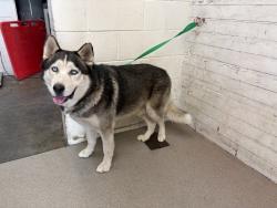 Shelter Stray Male Dog last seen , 333 Chandler Pl, San Bernardino, CA 92408, USA