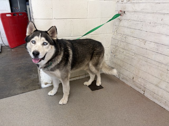 Shelter Stray Male Dog last seen , 333 Chandler Pl, San Bernardino, CA 92408, USA