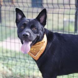 Shelter Stray Male Dog last seen Near BLOCK TAFT BLVD, 4710 TX-151, San Antonio, TX 78227, USA
