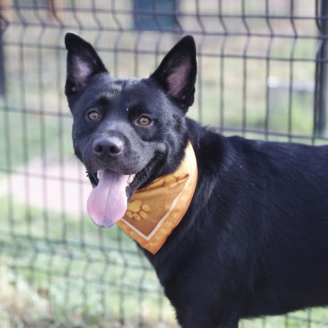 Shelter Stray Male Dog last seen Near BLOCK TAFT BLVD, 4710 TX-151, San Antonio, TX 78227, USA