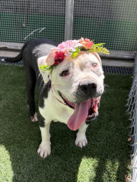Shelter Stray Female Dog last seen , 1850 W 60th St, Los Angeles, CA 90047, USA