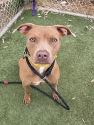 Shelter Stray Female Dog last seen , 1850 W 60th St, Los Angeles, CA 90047, USA