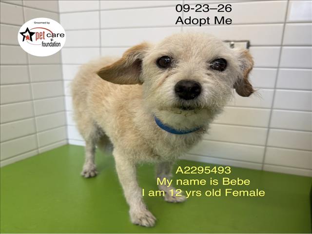 Shelter Stray Female Dog last seen , 1850 W 60th St, Los Angeles, CA 90047, USA