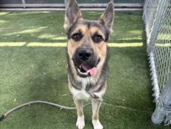 Shelter Stray Male Dog last seen , 1850 W 60th St, Los Angeles, CA 90047, USA