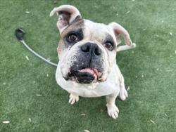 Shelter Stray Male Dog last seen , 1850 W 60th St, Los Angeles, CA 90047, USA