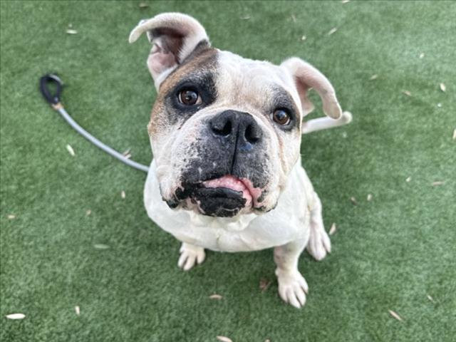 Shelter Stray Male Dog last seen , 1850 W 60th St, Los Angeles, CA 90047, USA