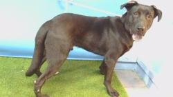 Shelter Stray Male Dog last seen , 216 W Victoria St, Gardena, CA 90248, USA