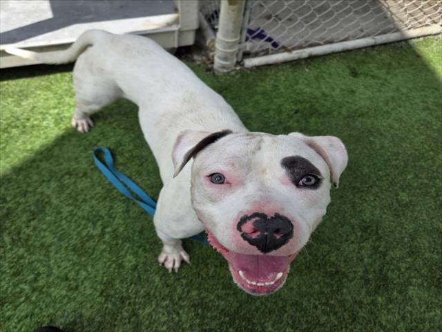Shelter Stray Male Dog last seen , 1850 W 60th St, Los Angeles, CA 90047, USA
