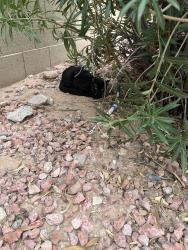 Found/Stray Unknown Cat last seen Hermosa Vista & 32nd, Mesa, AZ 85213